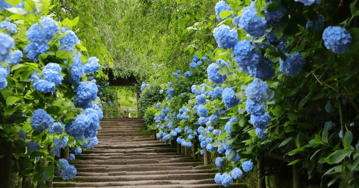september_garden_06 Hydrangeas