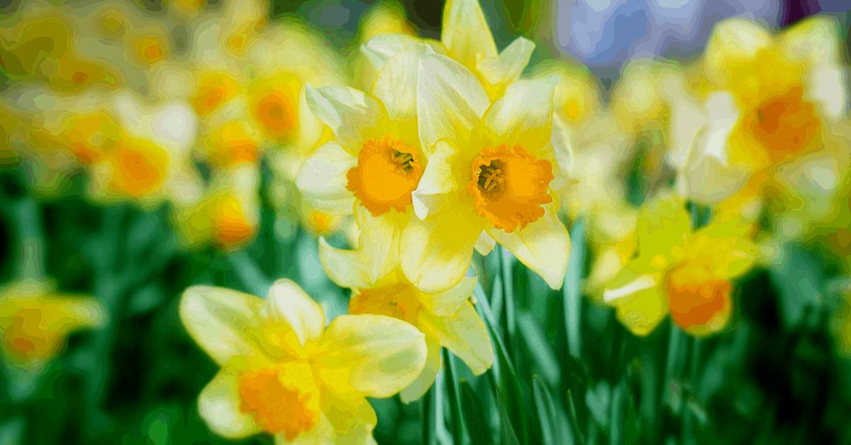 september_garden_07 Daffodils