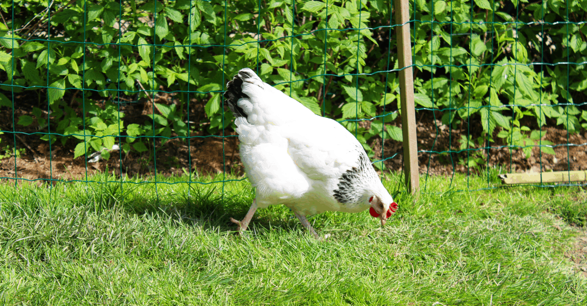 sussex_hen sussex hen