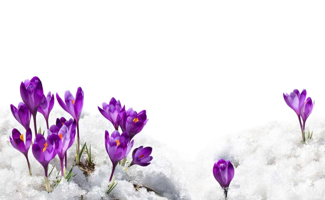 Spring snowdrops flowers violet crocuses ( Crocus heuffelianus ) in snow on a white background with space for text tips on how to improve garden soil over the winter