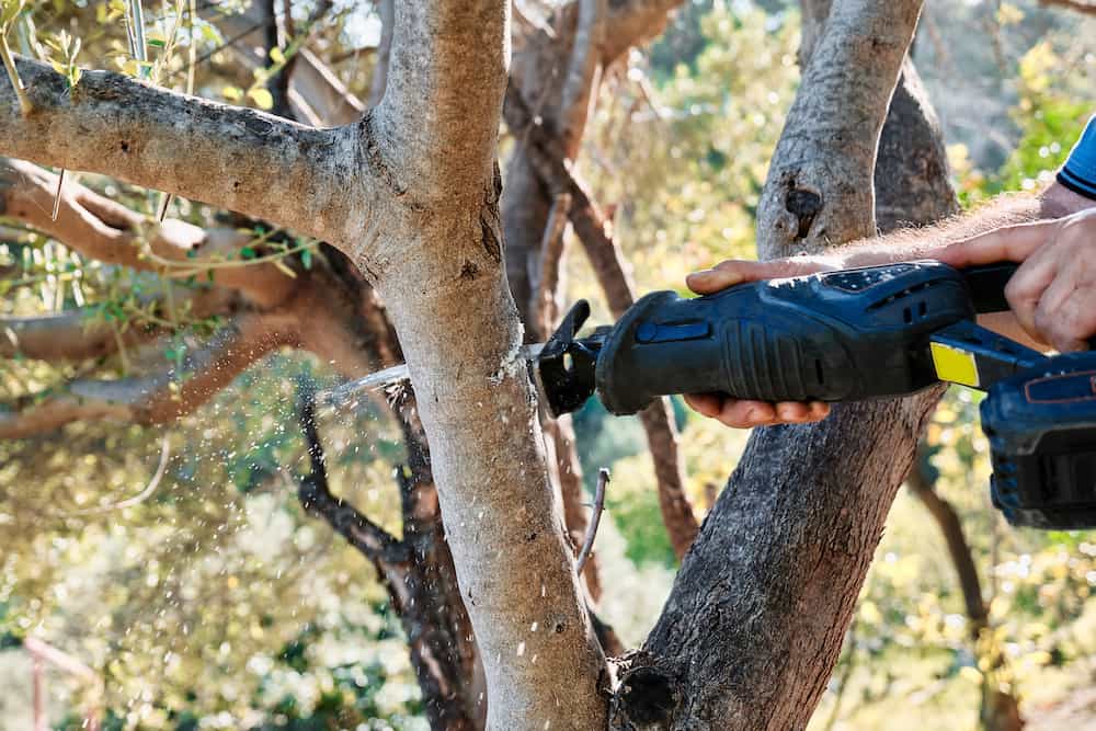 Man prunes a tree in the garden with reciprocating saw. Garden cleaning in spring. Close up. what do you use a reciprocating saw for facts