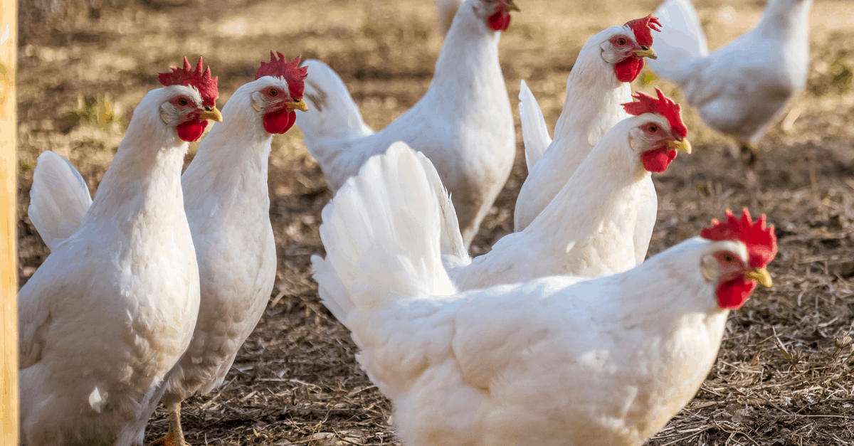 white_leghorn_hen white leghorn hen