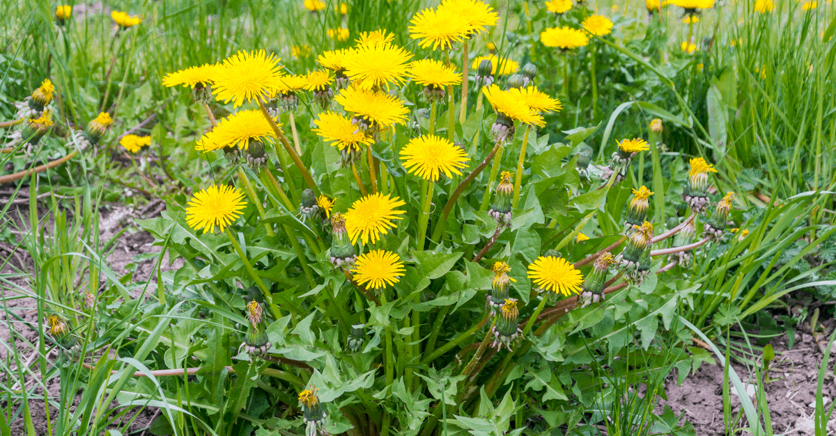 annual_sow_thistle_02 annual sow thistle in field