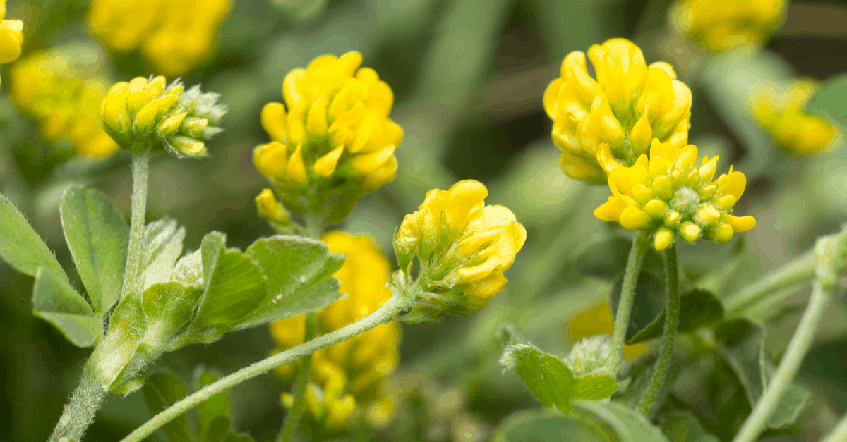 black_medic_02 black medic in yard