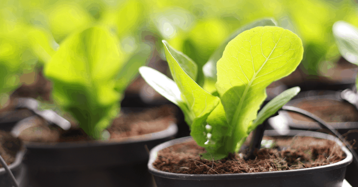 bok_choy_02 bok choy ready to plant