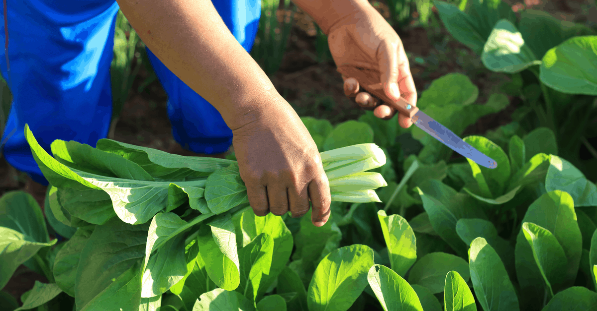 bok_choy_03 harvest bok choy