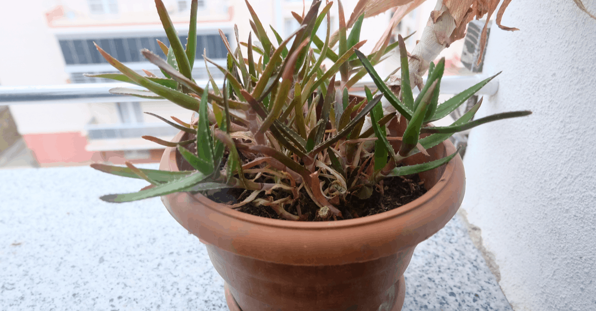 brown_aloe_plant brown aloe plant