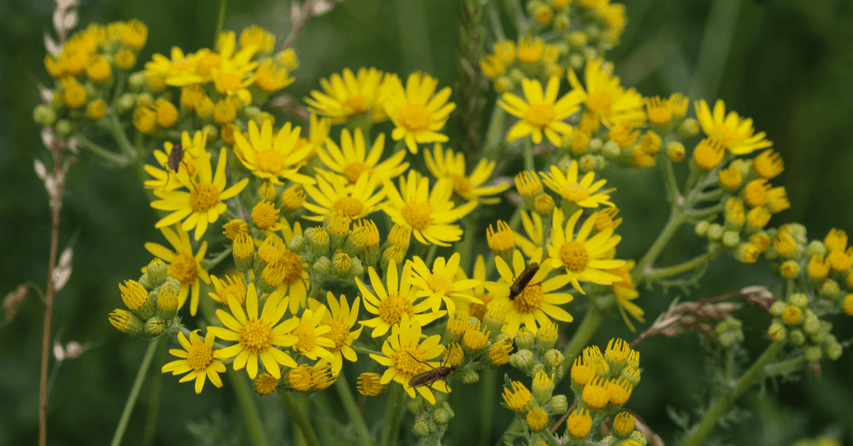 How to Get Rid of Common Groundsel and Prevent Them Sprouting - Trim ...