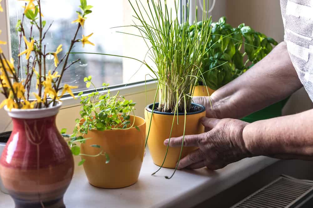 Senior woman is taking care of potted plant and herbs on window sill how to grow chives indoors