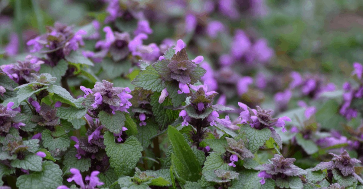purple_deadnettle_01 purple deadnettle