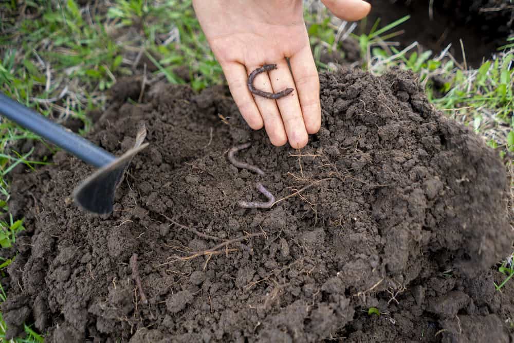 young man hold bunch of soil with earth worms best worms for garden at home