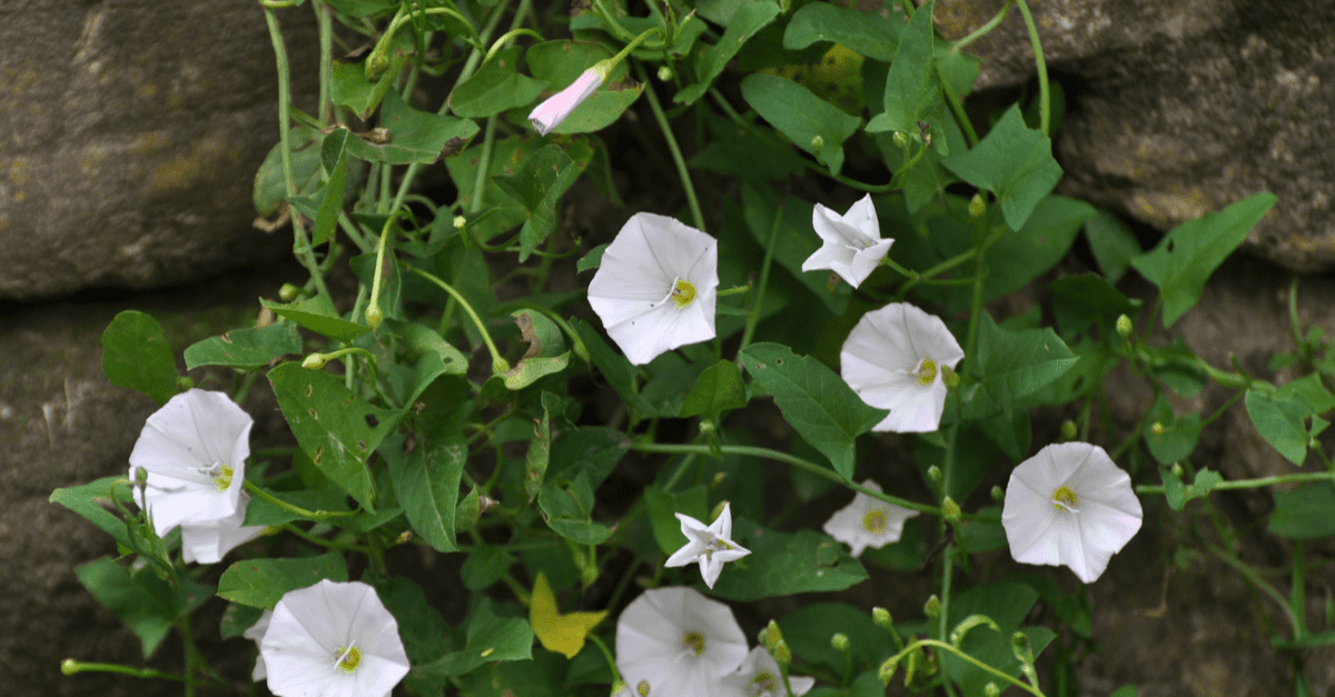 How to Prevent and get rid of Field Bindweed Trim That Weed