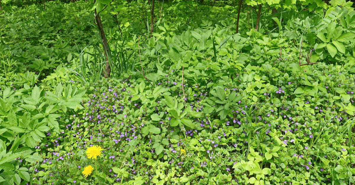 ground_ivy_02 ground ivy