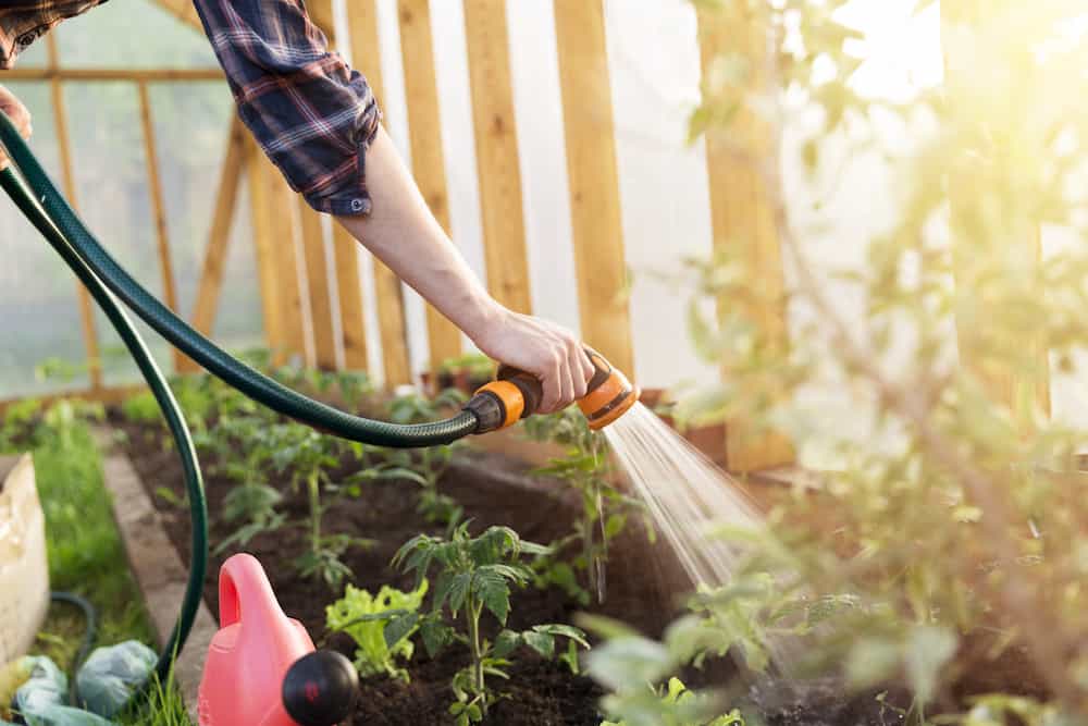 Watering seedling tomato plant in greenhouse garden how often do you water a garden at home