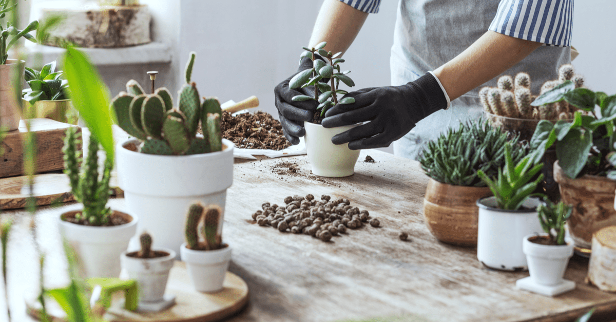 inside_plants_for_beginners_02 cactus and succulents