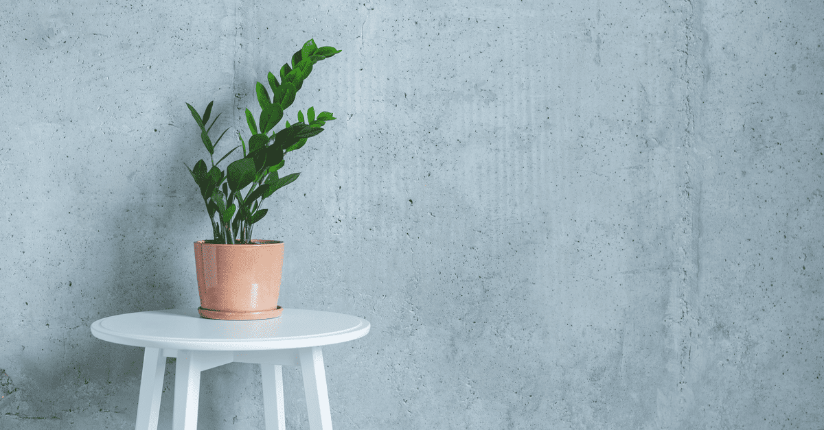 inside_plants_for_beginners_03 zz plant