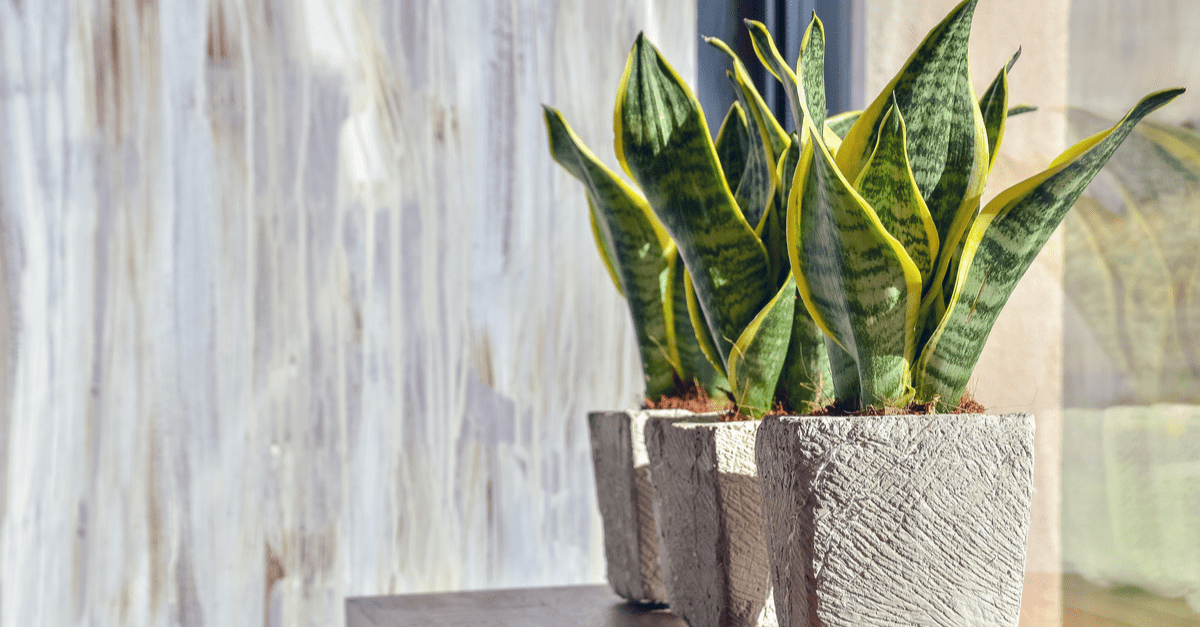 inside_plants_for_beginners_04 snake plant