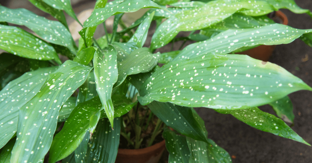 inside_plants_for_beginners_05 Cast-iron plant