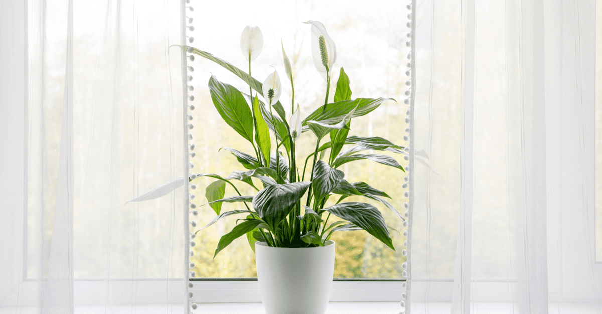 inside_plants_for_beginners_06 Peace Lily