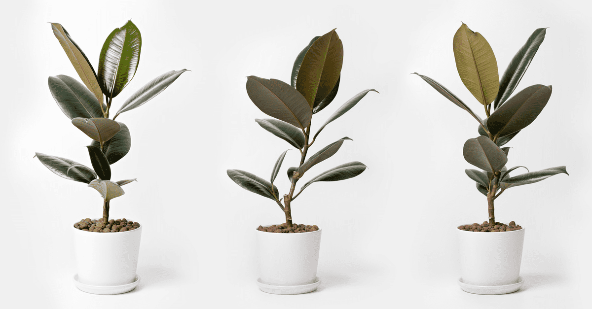 inside_plants_for_beginners_07 Rubber plant