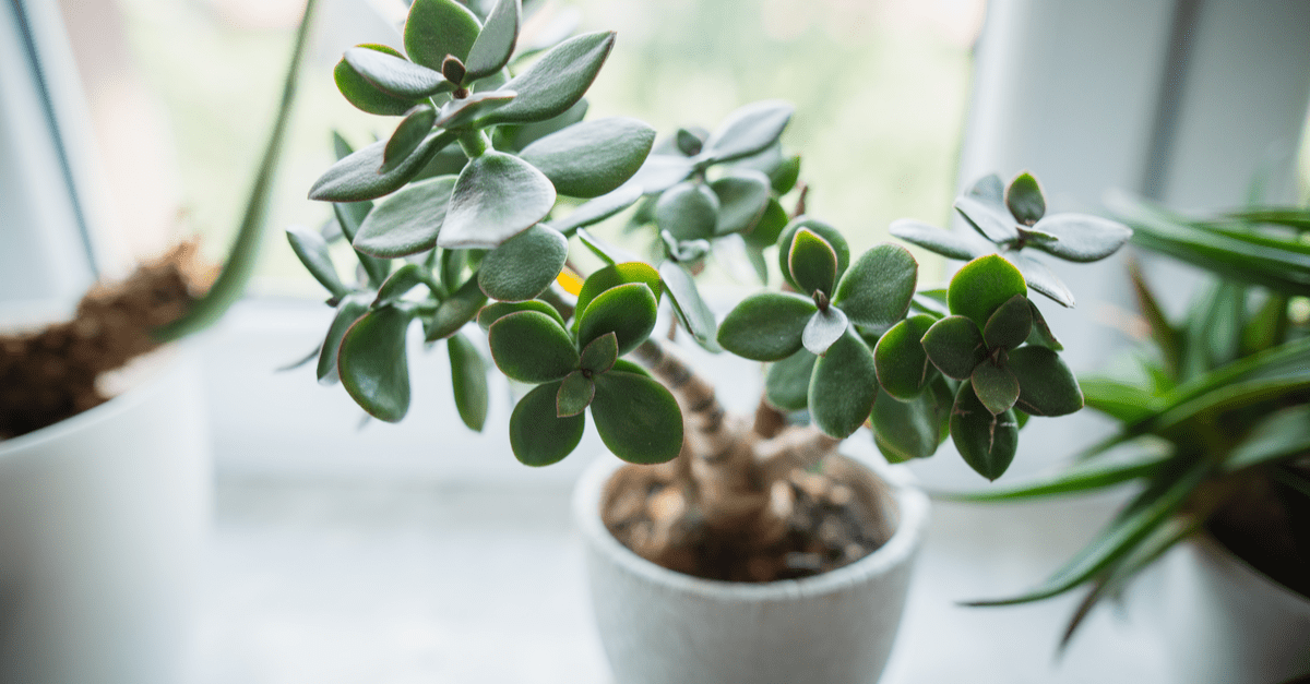 inside_plants_for_beginners_08 Jade plant
