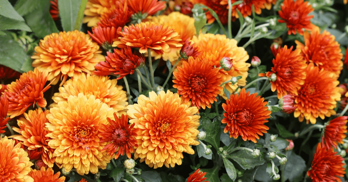 inside_plants_for_clean_air_02 Chrysanthemums