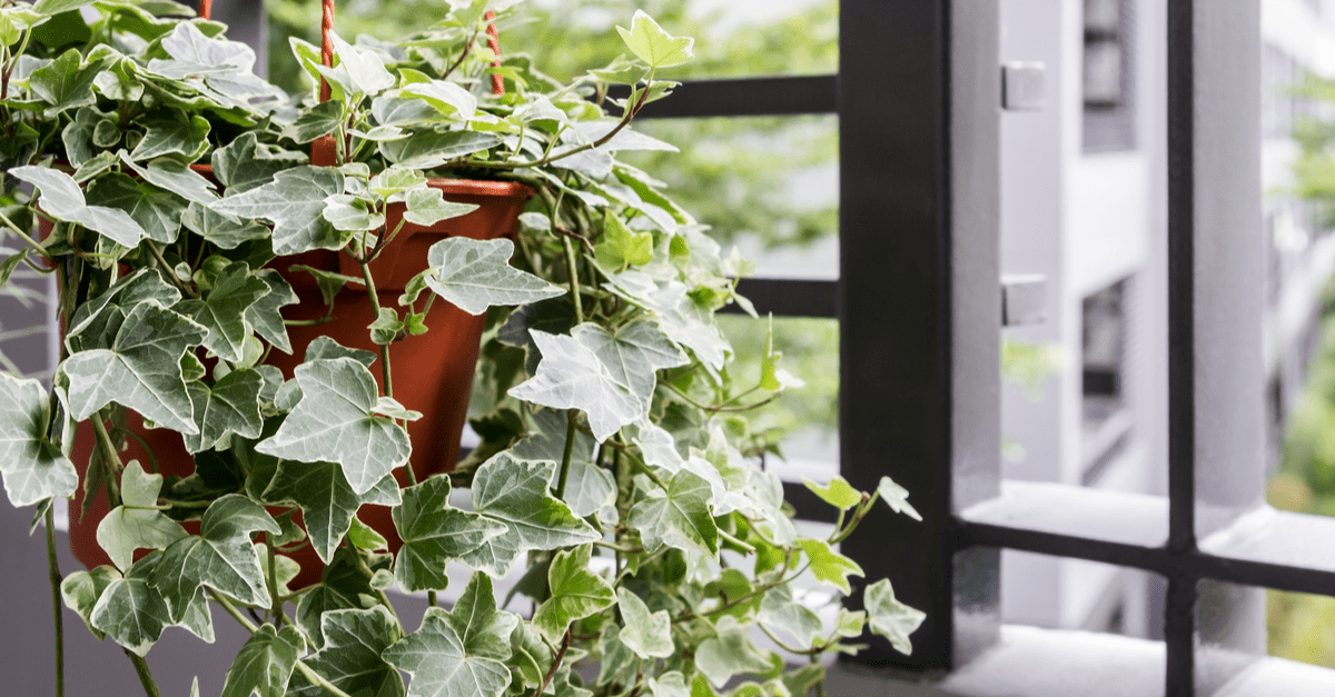 inside_plants_for_clean_air_03 English Ivy