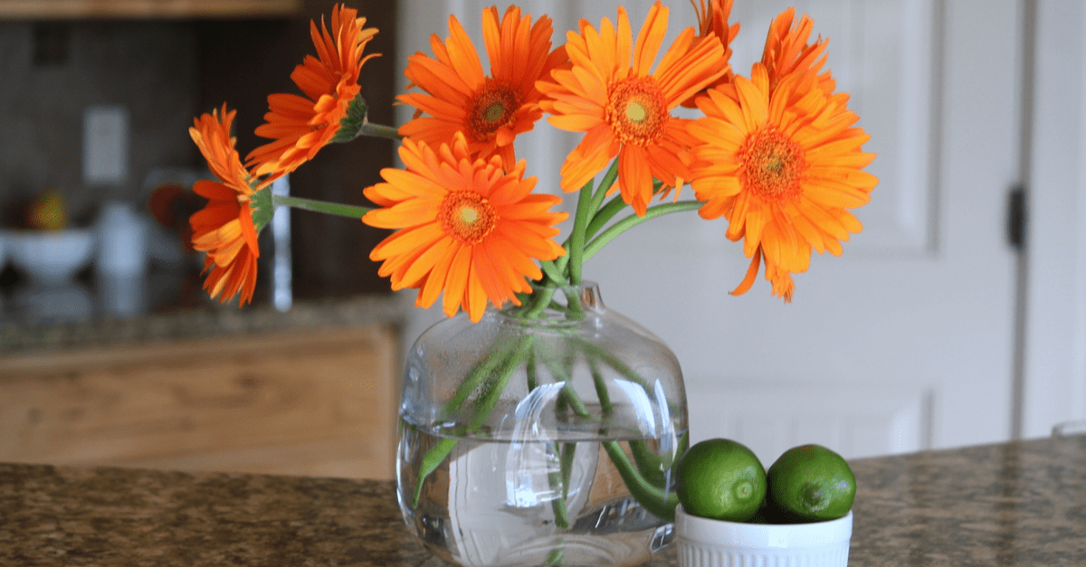 inside_plants_for_clean_air_04 Gerbera Daisy