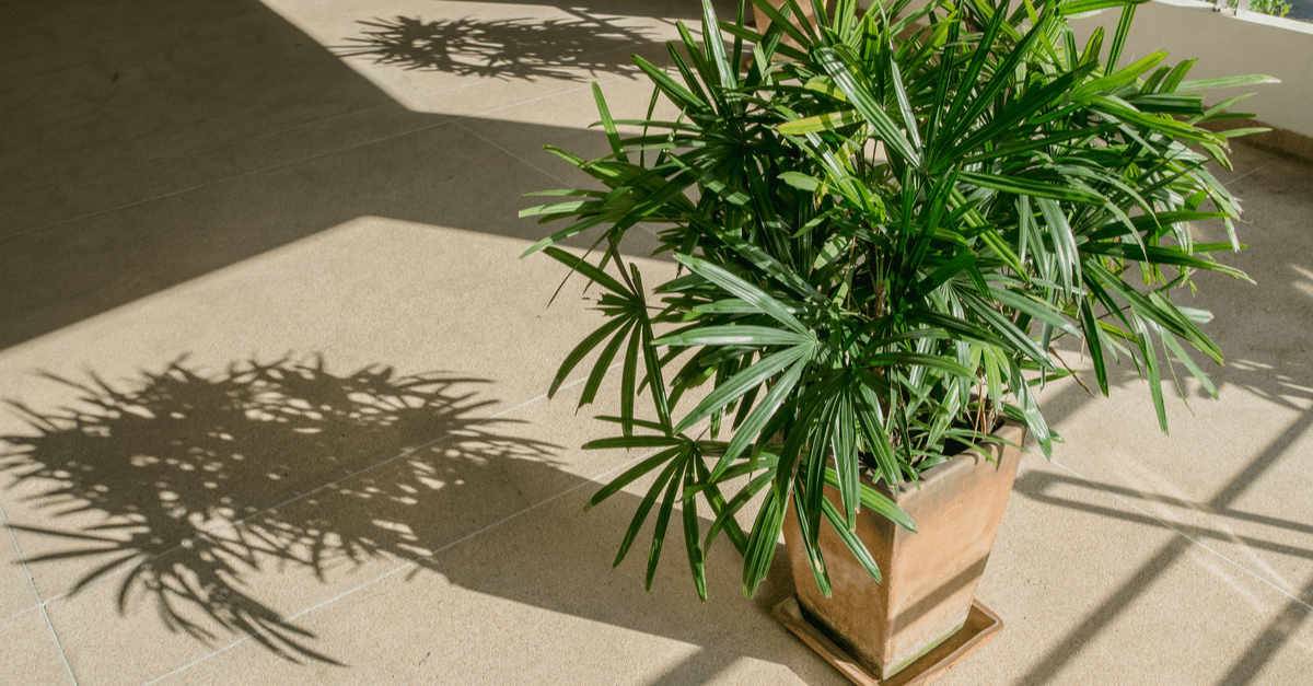 inside_plants_for_clean_air_06 Bamboo palm