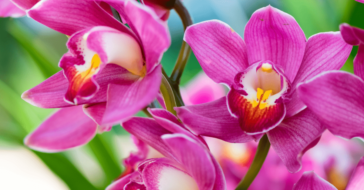 inside_plants_that_smell_good_02 Orchids