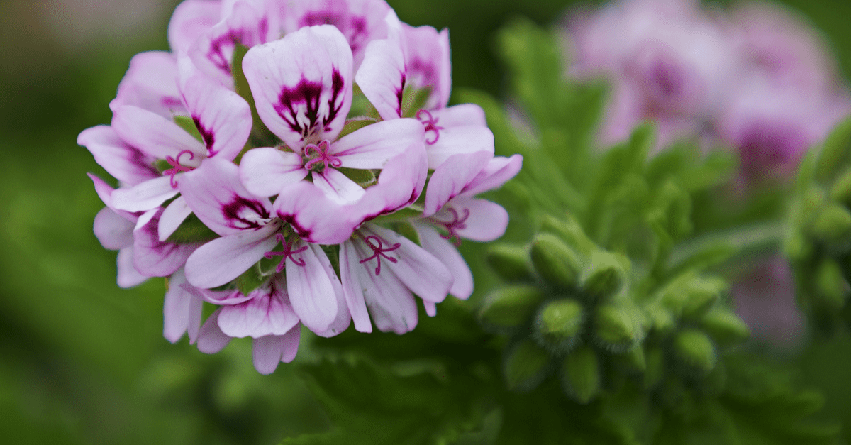 inside_plants_that_smell_good_03 Scented Geraniums