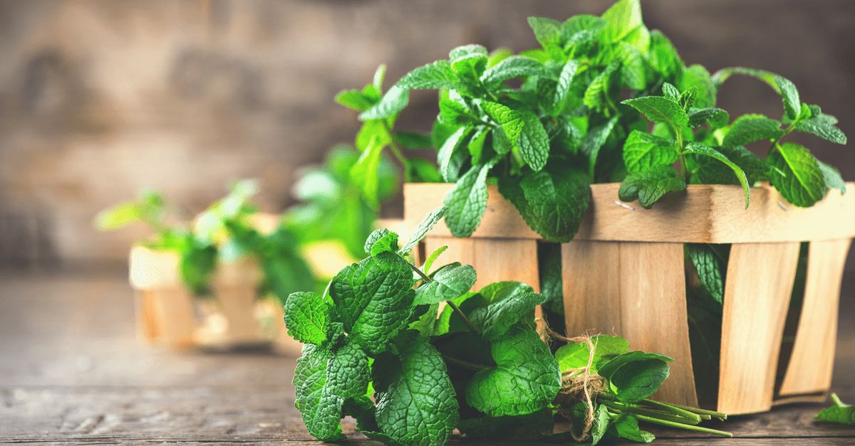 inside_plants_that_smell_good_04 Mint and Spearmint