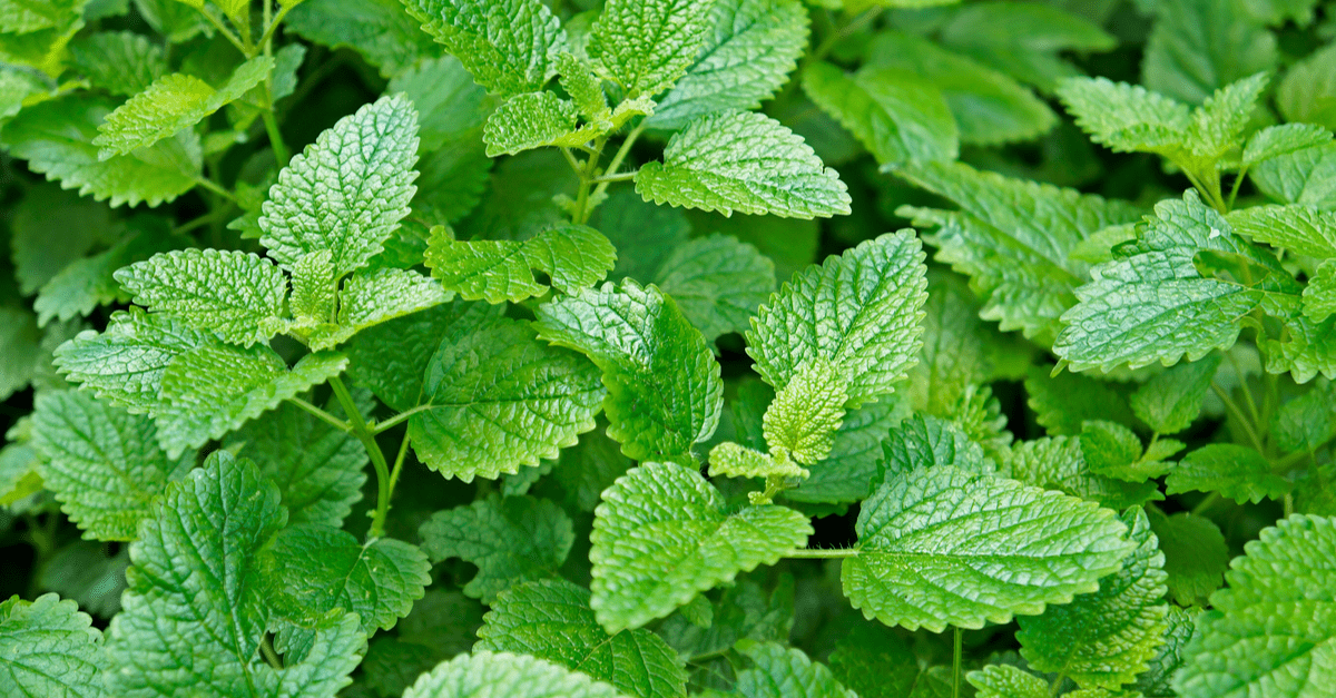 inside_plants_that_smell_good_06 Lemon Balm