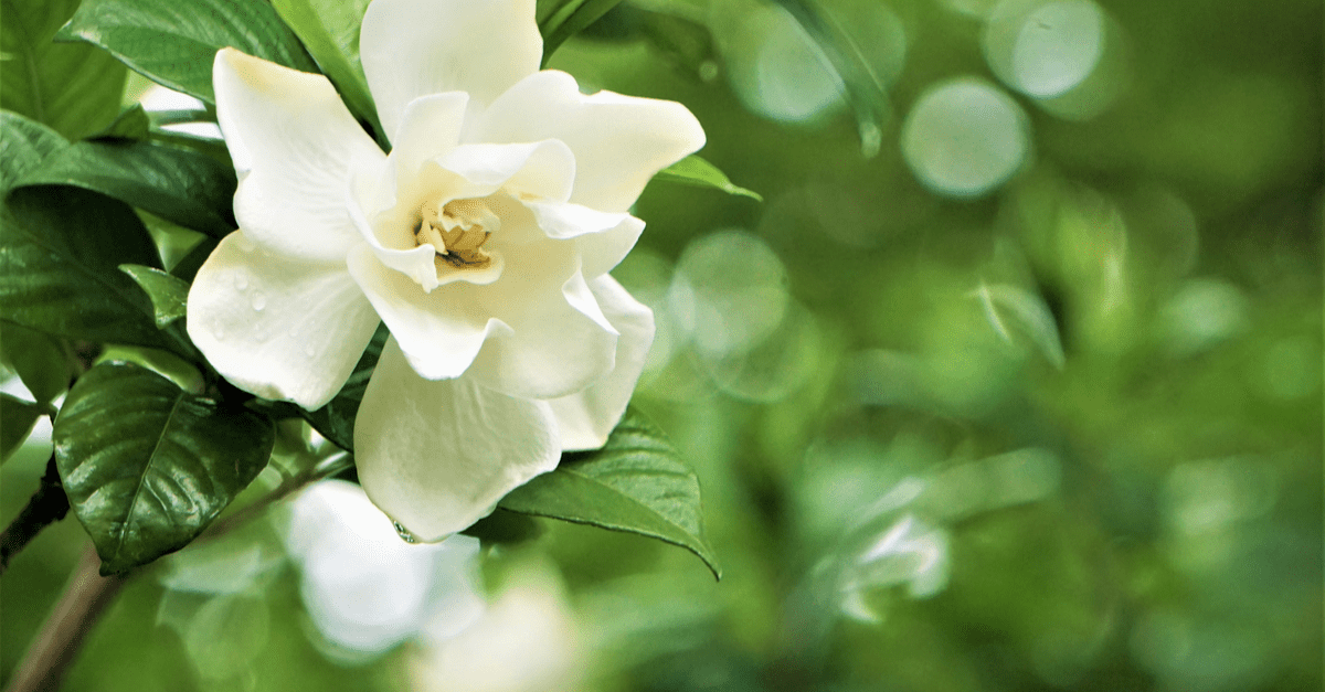 inside_plants_that_smell_good_07 Gardenias