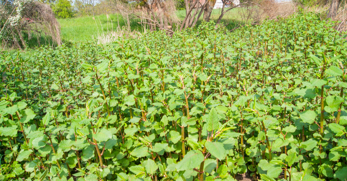 japanese_knotweed_02 Japanese Knotweed