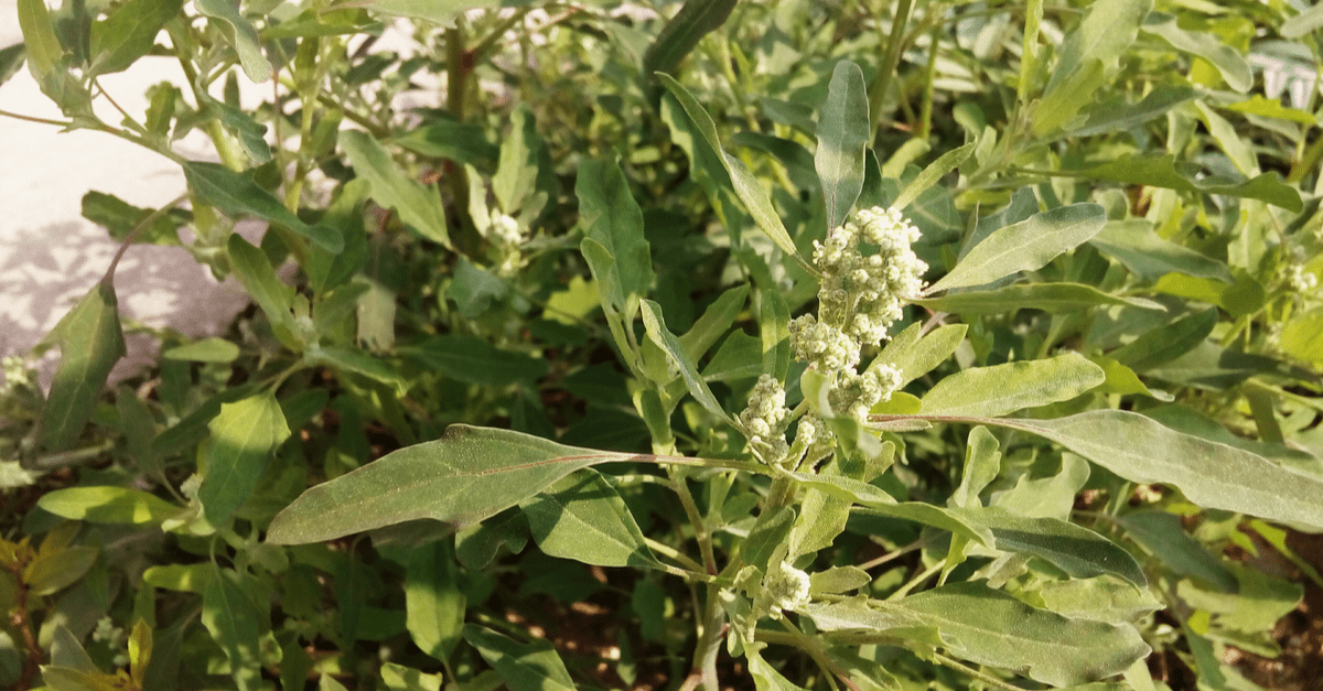 lambs_quarters_02 lambs quarters