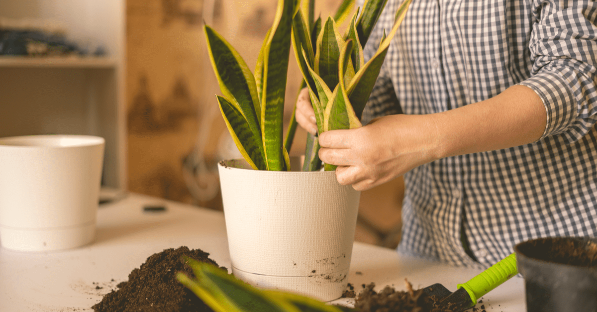 plants_inside_home_02 Snake Plant