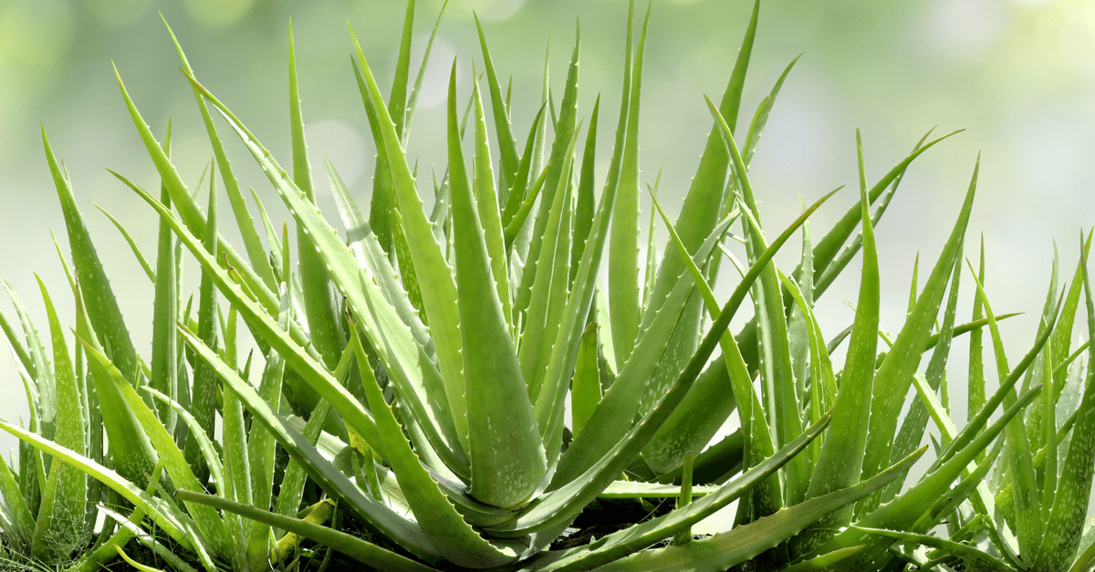 plants_inside_home_04 Aloe Vera