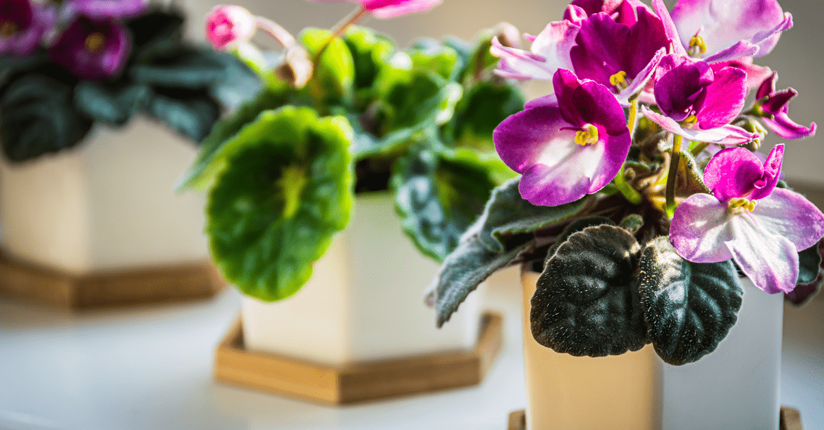 plants_safe_for_cats_02 African violet