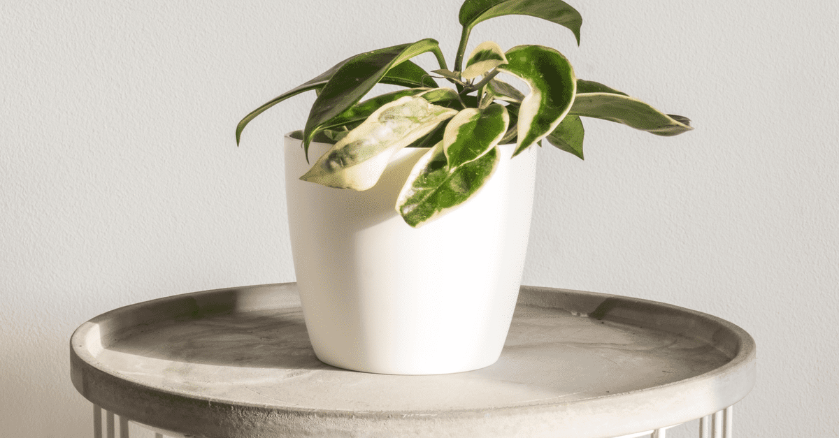 plants_safe_for_cats_03 Wax plant