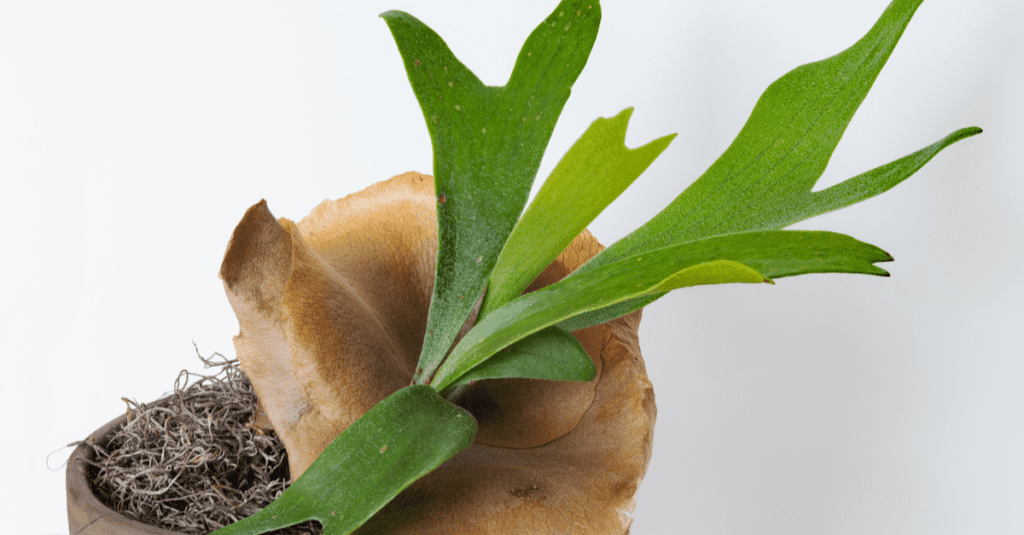 Cat safe plants for indoor - Cat Safe Plants For Indoor