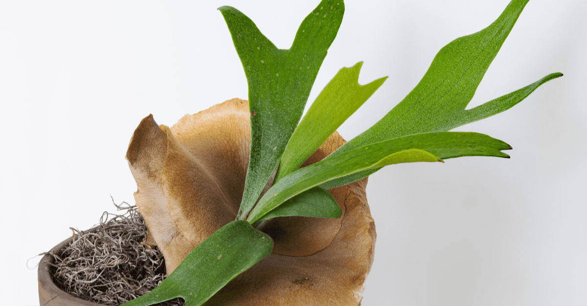 plants_safe_for_cats_04 Staghorn fern