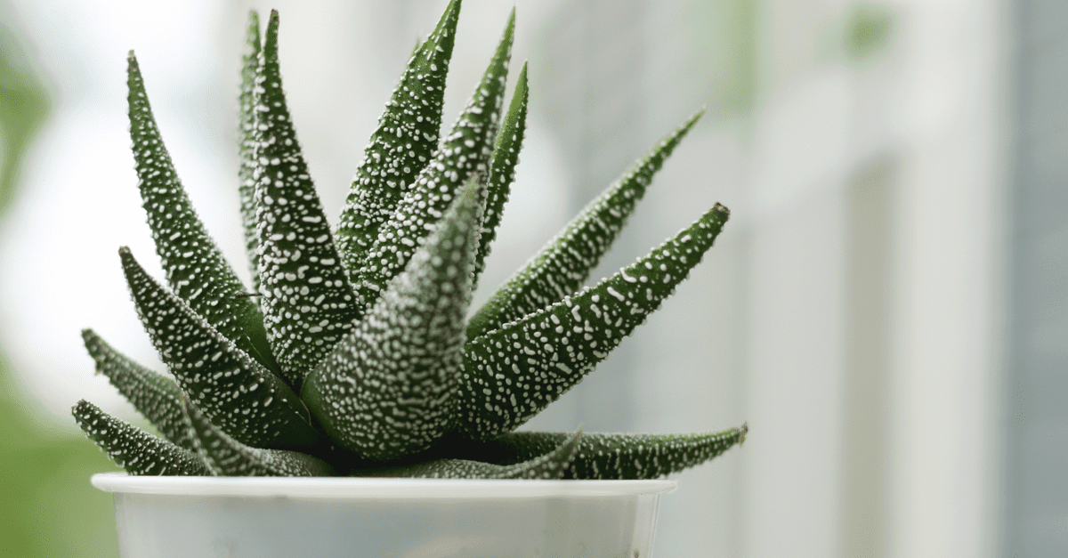 plants_safe_for_cats_05 Haworthia