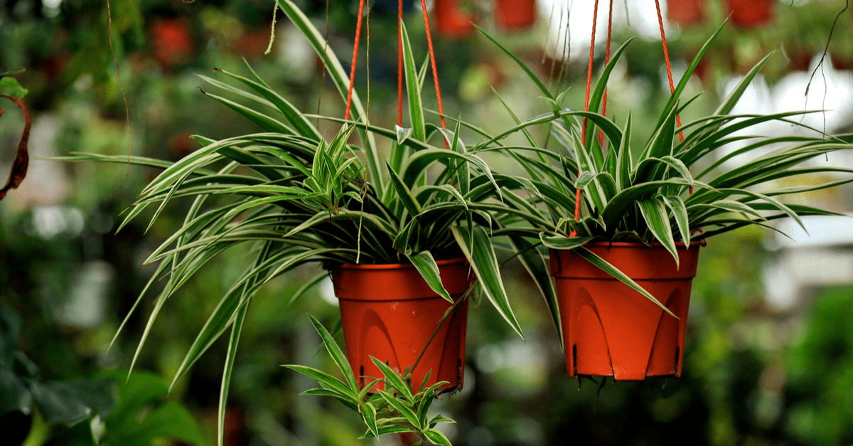 plants_safe_for_cats_06 Spider plant