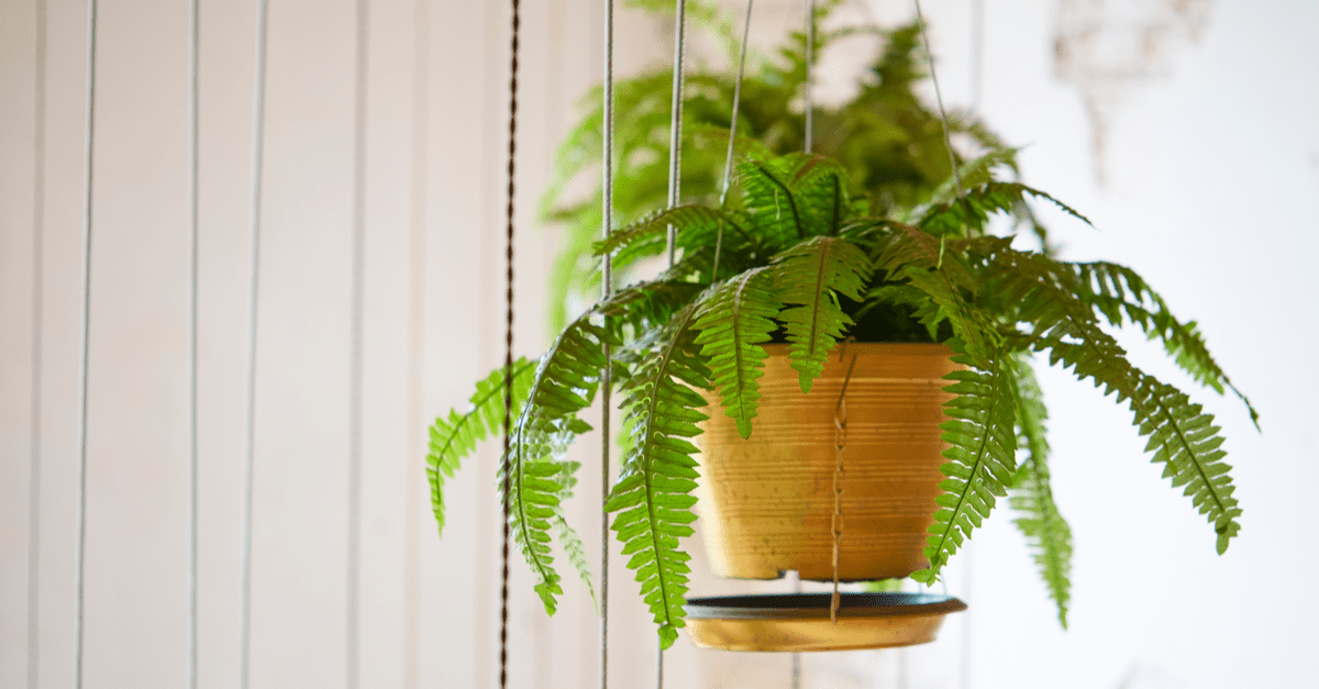 plants_safe_for_cats_07 Boston fern