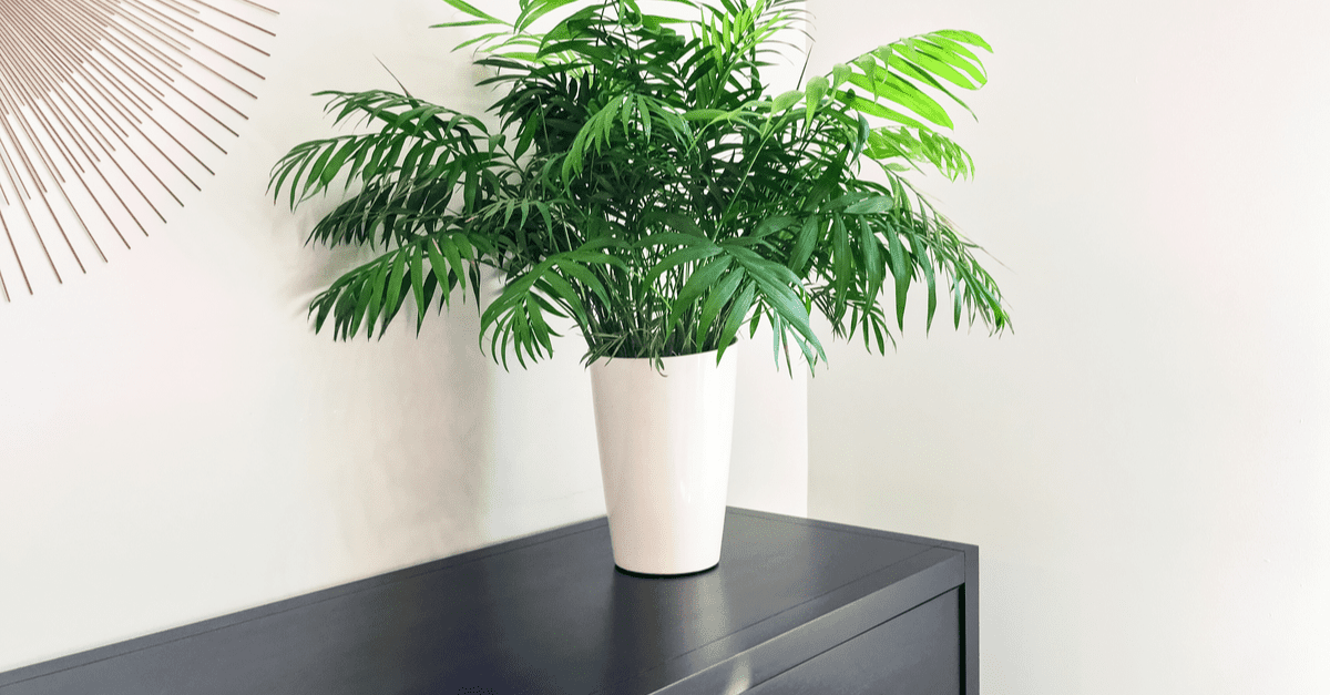 plants_safe_for_cats_08 Parlor Palm