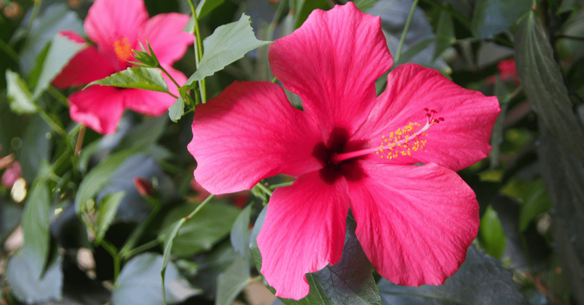 plants_safe_for_cats_09 Hibiscus