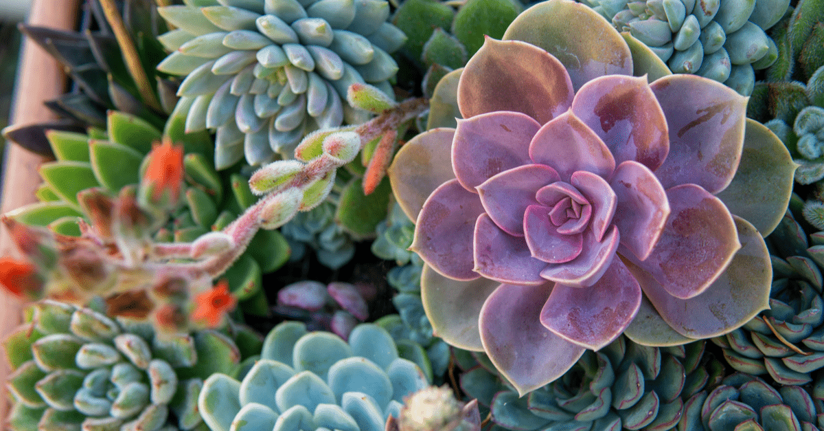 plants_safe_for_dogs_02 Echeveria