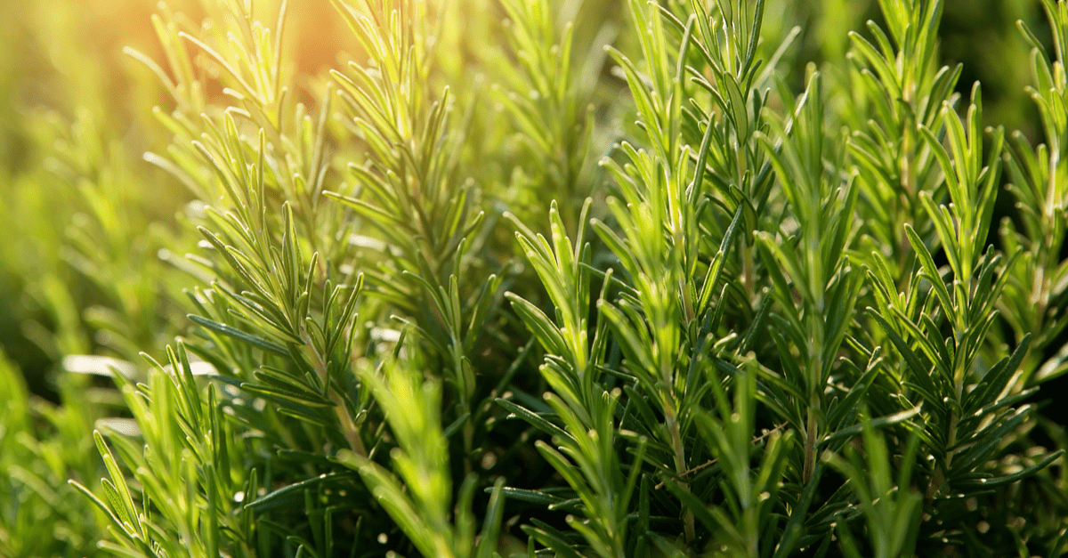 plants_safe_for_dogs_04 Rosemary