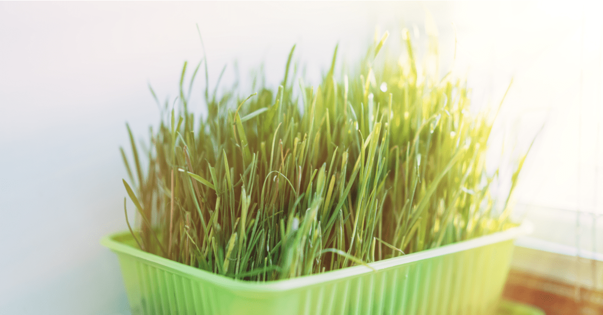 plants_safe_for_dogs_05 Cat Grass